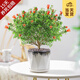 開(kāi)時(shí)果 石榴花苗盆栽觀(guān)賞果樹(shù)可結果 耐熱庭院室內桌面綠植物花卉好養 淡墨瓷盆+底托(整高35-40cm)