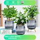 綠有意綠植盆栽桌面水培綠植辦公室植物懶人好養(yǎng)盆景水養(yǎng)植物 【驅(qū)蚊套餐】清香木+九里香+竹柏 含盆