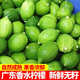 張小壯廣東香水檸檬水果香檸檬青檸檬正宗包郵整箱手打檸檬奶茶店必備 精選獨(dú)立包裝4.5-5斤