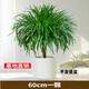 草莊櫻之戀 龍須樹大型綠植多頭龍血樹龍鐵樹發(fā)財樹室內(nèi)客廳盆栽花卉 龍須樹60厘米一顆 不含盆