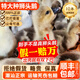正宗特大種獅頭鵝苗純種假一賠十潮汕原種獅頭半大幼雛鵝順豐包活 買2送1  共3只（每只130g左右）