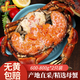 熟凍面包蟹 黃金蟹母蟹膏蟹  黃道蟹 海鮮蟹類(lèi) 熟凍面包蟹（1200-1600g）2只裝
