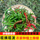 江西農(nóng)家辣椒新鮮土辣椒青椒自種特辣爆辣現(xiàn)摘現(xiàn)發(fā)薄皮辣味十足 青紅混裝 5斤
