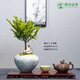 潮裕盆景真正小葉紫檀盆景室內(nèi)客廳陽(yáng)臺(tái)庭院綠植老樁樹(shù)四季常青吸甲醛好養(yǎng) 小葉紫檀盆景106 帶盆栽好