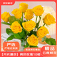 京東鮮花產(chǎn)地倉嚴選昆明【月光漫步】黃色玫瑰50-55cm10枝鮮花明艷動(dòng)人