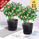 開時果 金邊瑞香盆栽濃香型 四季開花卉好養(yǎng)耐寒綠植盆景源頭直發(fā)包郵 原生盆2盆