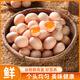稻田溝谷飼喂養鮮雞蛋新鮮營(yíng)養初生蛋單枚40±5g 50枚