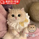 馭瑛貓咪圍脖口水巾寵物圍巾裝飾圍兜狗狗圍脖口水兜網(wǎng)紗蝴蝶結(jié)項(xiàng)圈 【買一送一】S碼-建議4-8斤