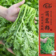 壽禾茼蒿種子苗小葉皇帝菜細(xì)葉蔬菜種籽  濰嫩7號(hào)茼蒿種子15g約6300粒