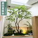 洛克爺爺仿真綠楓樹(shù)雞爪槭枯山水室內茶室景觀(guān)盆景假樹(shù)擺件綠植造景裝飾 來(lái)圖定制