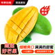 農(nóng)鮮淘 大青芒果 新鮮水果生鮮大青皮芒果應(yīng)當(dāng)季金煌玉臺(tái)甜芒云南/廣西 【特大果 果王】9斤 單果600g+