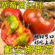 新鮮草莓西紅柿番茄山東海陽(yáng)綠腚酸甜柿子農(nóng)產(chǎn)品水果 5斤