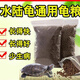 龜糧烏龜飼料專(zhuān)用龜糧烏龜糧食通用龜龜糧飼料大龜小龜糧開(kāi)口通用 500克小龜糧（適用3-15厘米龜）