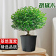 京云夢(mèng)清香木防蚊蟲(chóng)驅蚊草綠植盆景辦公室桌面四季好養活清香胡椒木盆栽 清香胡椒木+原土