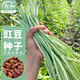 壽禾 長(cháng)豆角種子豇豆菜豆秋季四季豆家庭陽(yáng)臺蔬菜種籽 豇豆種子50粒