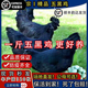 正宗五黑雞活雞苗青年半大脫溫1斤重雞苗包活到家烏骨小雞綠殼蛋 4-5兩五黑雞10只【8母2公】