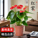 京云夢(mèng)紅掌盆栽植物室內花卉綠蘿籮花卉室內發(fā)財樹(shù)吸甲醛原土源頭直發(fā)