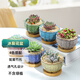 萌優(yōu)優(yōu)（MENG YOU YOU） 冰裂花盆 陶瓷創(chuàng)意簡(jiǎn)約小花盆桌面陽(yáng)臺(tái)多肉花盆含竹托（不含綠植