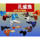 墨煜孔雀熱帶觀賞魚淡水冷水小型小魚好養(yǎng)耐活耐養(yǎng)鳳尾瑪麗斑馬活體 2-3cm雜袍孔雀魚10條+5條備損