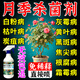 花葉康月季花病蟲(chóng)害常用月季殺蟲(chóng)劑多菌靈殺菌劑花卉專(zhuān)用百菌清 1瓶【500ml】月季殺菌劑