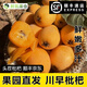 鮮氧果倉四川攀枝花米易枇杷大果新鮮琵琶水果琵笆特級大五星批把 40-50g A+級中果【順豐包郵】 3斤-3.2斤【現(xiàn)摘現(xiàn)發(fā)】