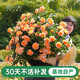 海蒂的花園月季花苗盆栽帶花苞果汁陽臺小苗爬藤花卉植物源頭直發(fā)