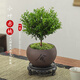 八芽 小葉赤楠盆景擺件室內(nèi)綠植花卉盆栽老樁客廳辦公室桌面好養(yǎng)植物 【推薦款】小葉赤楠+舍得紫砂盆+苔蘚鋪面+底座