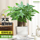 花翁招財(cái)好運(yùn)盆景綠植盆栽A級大盆三桿發(fā)財(cái)樹（光汐吸水盆）源頭直發(fā)