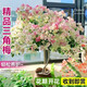 行湘三角梅盆栽花卉觀花植物綠櫻三角梅周長(zhǎng)約2CM（不含盆）源頭直發(fā)