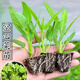 【店鋪】空心菜秧苗帶根空心菜苗帶土根苗空心菜三叉苗空心菜苗高 三叉空心菜苗 6顆苗