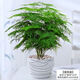 行湘文竹盆栽綠植花卉桌面盆景 大文竹+中號(hào)藝術(shù)線陶瓷盆 源頭直發(fā)