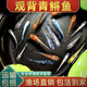 瘋狂水草觀背青鳉魚冷水觀賞魚自來水養(yǎng)不死的小魚好養(yǎng)耐活淡水魚不打氧 【日本血統(tǒng)】混合裝6條1.5-2.5cm