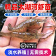 河蝦苗青蝦太湖三號(hào)沼蝦長(zhǎng)臂大頭蝦苗養(yǎng)殖淡水清蝦苗活體順豐包郵 太湖清河蝦苗1-2cm200條送20條