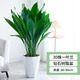 錦楓一葉蘭盆栽植物室內 客廳大葉觀(guān)葉綠植四季常青網(wǎng)紅懶人植物花卉 一葉蘭80-90厘米30株+鉆石樹(shù)脂盆
