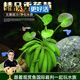 云峰海瑞水草活體懶人草魚(yú)缸造景活體水草套餐魚(yú)缸水草有莖類(lèi)中后景真水草 【好養易活】香蕉草1顆
