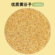 冠之亞黃谷子虎皮鸚鵡飼料鳥(niǎo)食帶殼黃谷子玄鳳牡丹糧食帶殼小米黃雀鳥(niǎo)糧 1000g 黃谷子