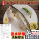 云映漁舟微山湖生態(tài)淡水鱸魚新鮮活魚現(xiàn)殺花鱸魚鱸子生鮮清蒸河魚順豐水產(chǎn) 1.5斤/條淡水鱸魚 凈膛宰殺后損耗15％