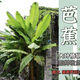 芭蕉樹(shù)苗觀(guān)賞可食用香蕉樹(shù)盆栽大葉綠植南北方四季種植抗旱耐寒 芭蕉樹(shù)苗 可觀(guān)賞可食用 高20厘米 (帶土帶葉)