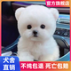 寵邁鑫純種比熊幼犬小型小體活物卷毛血統(tǒng)比熊犬茶杯寵物狗狗長不大可愛 血統(tǒng)級(jí) 飛耳比熊 公