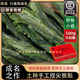 唯茶大師正宗猴魁2025新茶太平土種手工捏尖特級1915高端魁尖綠茶500g罐裝 500G