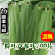 辰實(shí)【現(xiàn)摘發(fā)順豐】粽葉 蘆葦葉新鮮 粽子葉包粽子的葉子 200片蘆葦葉+粽繩