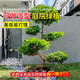 羅漢松樹(shù)苗盆景正宗小葉雀舌盆栽四季庭院地栽大樹(shù)造型樹(shù)樁迎客松 【小葉雀舌羅漢松】高40-50cm 2顆 90cm(含)99cm(含)【四季常青 不活包賠】