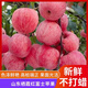 山東煙臺棲霞紅富士蘋(píng)果新鮮水果整箱當季現摘蘋(píng)果脆甜 帶箱2.8-3斤中果（約5-7個(gè)）