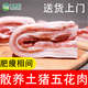 皓謙山東農家散養土豬五花肉土豬肉新鮮五花肉帶皮豬五花肉新鮮發(fā)貨 五花肉3斤裝