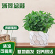 京云夢薄荷盆栽陽臺香草驅(qū)蚊蟲可食用綠植室內(nèi)盆景植物水紋盆源頭直發(fā)
