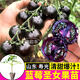 康和豐爆汁超甜藍莓番茄苗秧黑玫瑰純黑紫色圣女果西紅柿種子四季蔬菜苗 藍莓圣女果5棵+送1棵