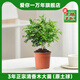 愛(ài)你一萬(wàn)年正宗清香胡椒木盆栽綠植物花卉陽(yáng)臺室內驅蚊草樹(shù)苗老樁薄荷迷迭香 3年清香木（原土球）+送肥料