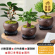 開時(shí)果 中式禪意小盆栽組合套裝 發(fā)財(cái)樹文竹綠植物辦公室內(nèi)花卉好養(yǎng)盆景 小盼菩提+小葉赤楠+發(fā)財(cái)樹 含盆含土（每盆加送苔蘚）