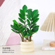 綠有意 綠植花卉辦公室客廳桌面盆栽擺件簡(jiǎn)約創(chuàng  )意網(wǎng)紅北歐綠植ins云朵盆 金錢(qián)樹(shù)+甜甜圈PET樹(shù)脂盆+托盤(pán)+肥料 北歐風(fēng)格網(wǎng)紅綠植