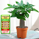 京東綠植發(fā)財(cái)樹(shù)盆栽水培桌面綠植物擺件招財(cái)單桿辦公室內(nèi)帶盆花卉源頭直發(fā)